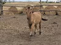 घोड़ी, Fjогd — फ़ोटो 1