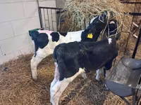 Touro, Simmental cattle — foto 8