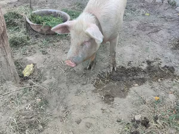 Prasata (šarže, pohlaví neuvedeno), Prasata