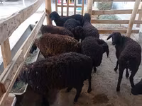 Ovelha, Tajik sheep — foto 2