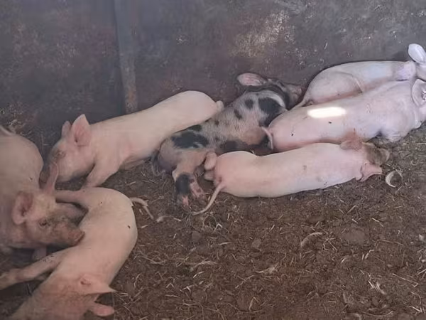 Süldőanya, Sertések — Magyarország