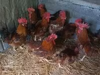 Chickens — 2-сурет
