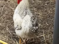 Chickens — फ़ोटो 2