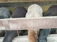 Schaf, Hissar sheep — Foto 2