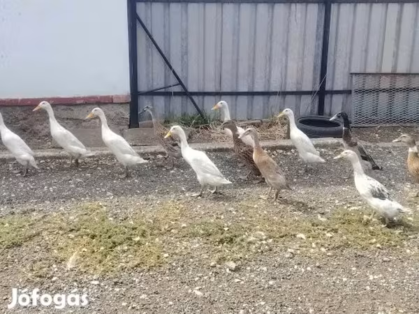 Indischer Laufente