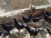Australorp — zdjęcie 2