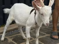 Koza, Saanen goat — foto 2