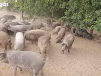 Schweine (Partie, Geschlecht nicht angegeben), Schweine — Foto 3