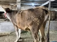 Сиыр, Swiss cattle — 4-сурет
