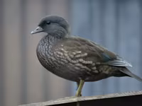 Ducks — zdjęcie 3