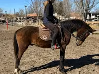 حصان, Hungarian horse breed — الصورة 3