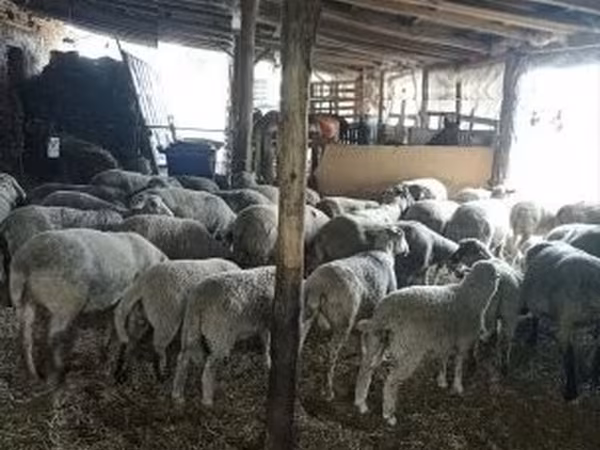 Carnero, Ovejas — Hungría