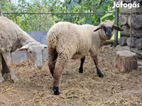 Schaf, White Suffolk sheep — Foto 2
