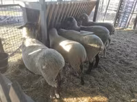 公羊, White Suffolk sheep — 照片 3