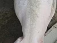 Sow, Pigs — photo 2