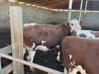 ثور, Simmental cattle — الصورة 7