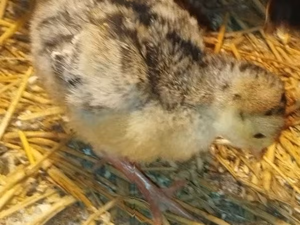 Turkeys