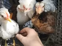 Chickens — الصورة 6