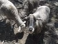 نعجة, White Suffolk sheep — الصورة 2