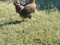 Chickens — zdjęcie 2