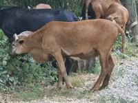 Kos, Cameroon sheep — 2. fotó