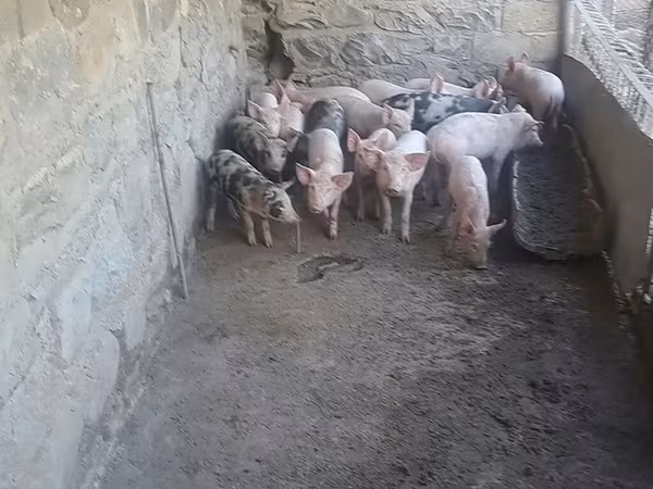 Sow, Pigs