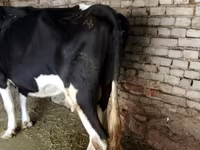 Touro, Russian Black pied cattle — foto 4