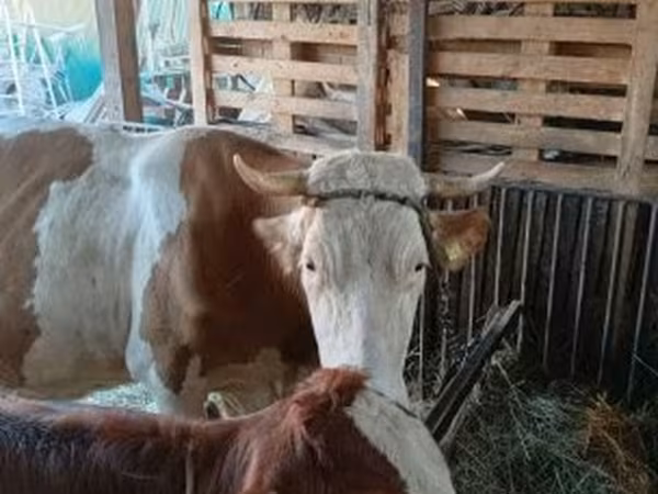Tehén, Simmental cattle — Magyarország