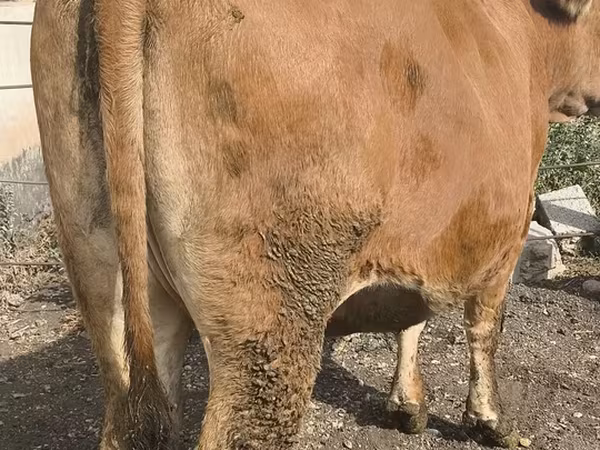 Vaca, Bovinos
