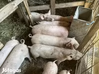 Pigs (batch, sex not specified), Pigs — photo 1
