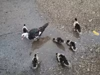 Ducks — फ़ोटो 1