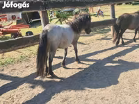 فرس, Shetland Pony — الصورة 3