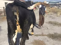Krowa, Russian Black pied cattle — zdjęcie 7