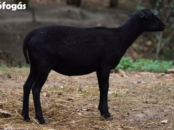 Juh, Cameroon sheep