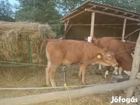 Tehén, Limousin tehén — 1. fotó