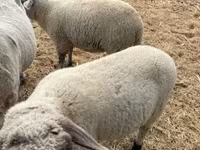 كبش, Tsigai sheep — الصورة 2