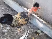 Chickens — photo 3