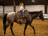 Caballo, Quarter Horse — foto 5