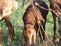 Brebis, Rhon sheep — photo 2