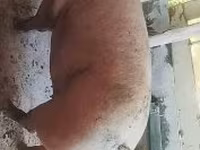 Sow, Pigs — photo 1