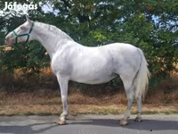 Kanca, Lipizzaner — 1. fotó