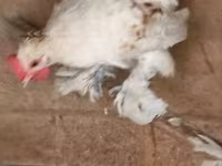 Chickens — Foto 5