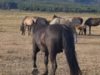 Hing, New Altai Horse — 3. fotó