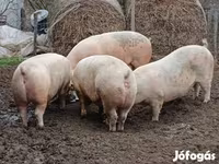 公猪, Pigs — 照片 6