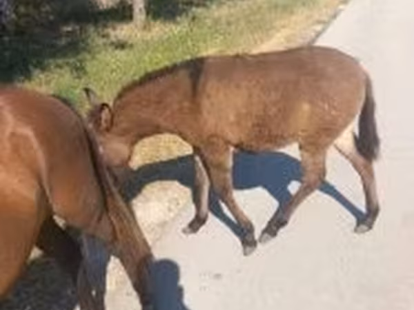 Mare, Horses