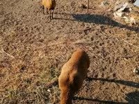 Juh, Cameroon sheep — 3. fotó