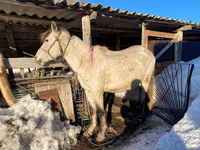 Jument, Kazakh horse — photo 4