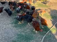 Chickens — 3. fotó