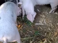 Sow, Pigs — photo 4