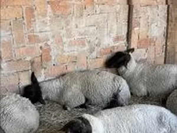 Brebis, White Suffolk sheep